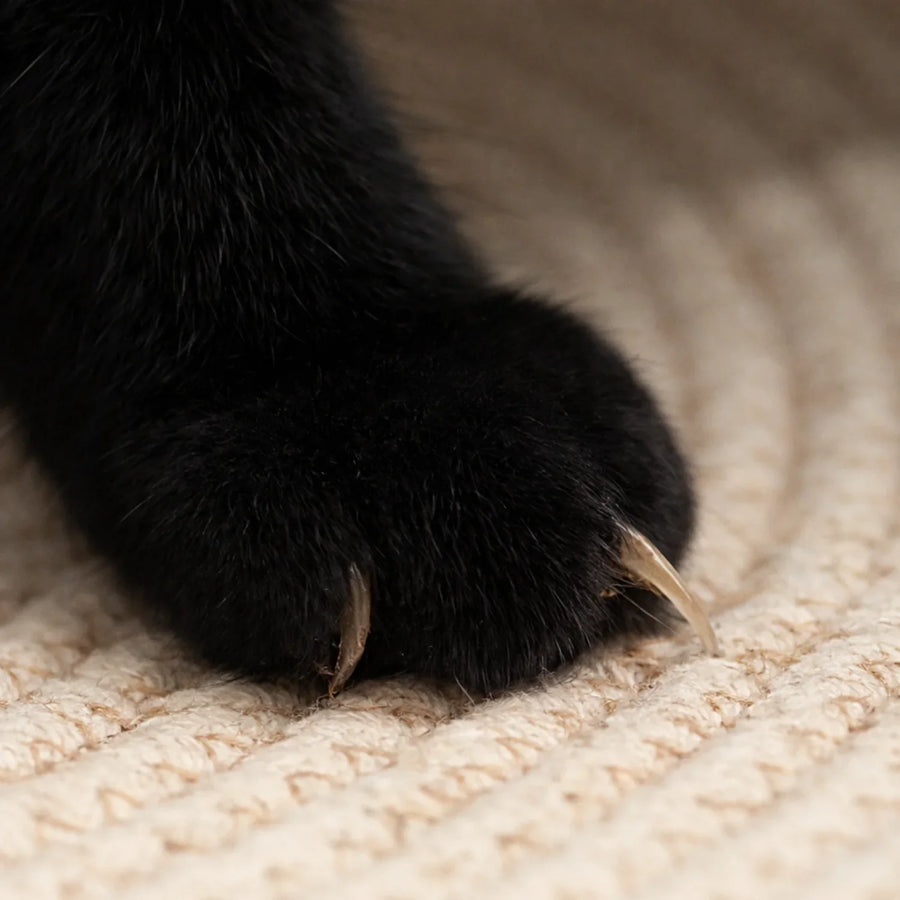 Griffes de chat sur la corde naturelle