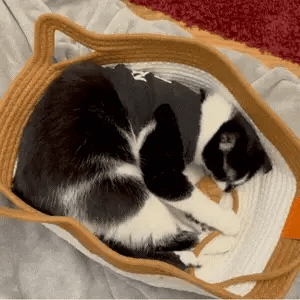 Chat endormi dans l'Instinct Basket