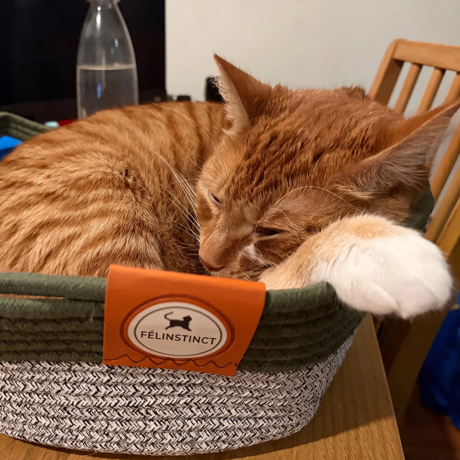 Deux chats lovés dans le panier