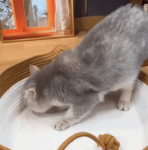 Chat qui étire ses griffes sur la corde